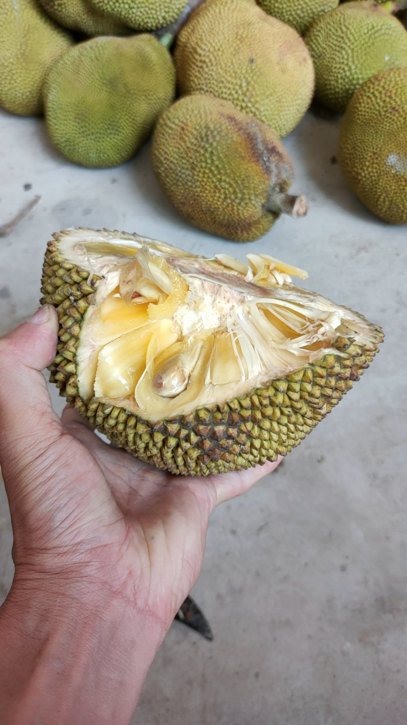 菠萝蜜无胶菠萝蜜香味浓郁果肉脆爽产地直发