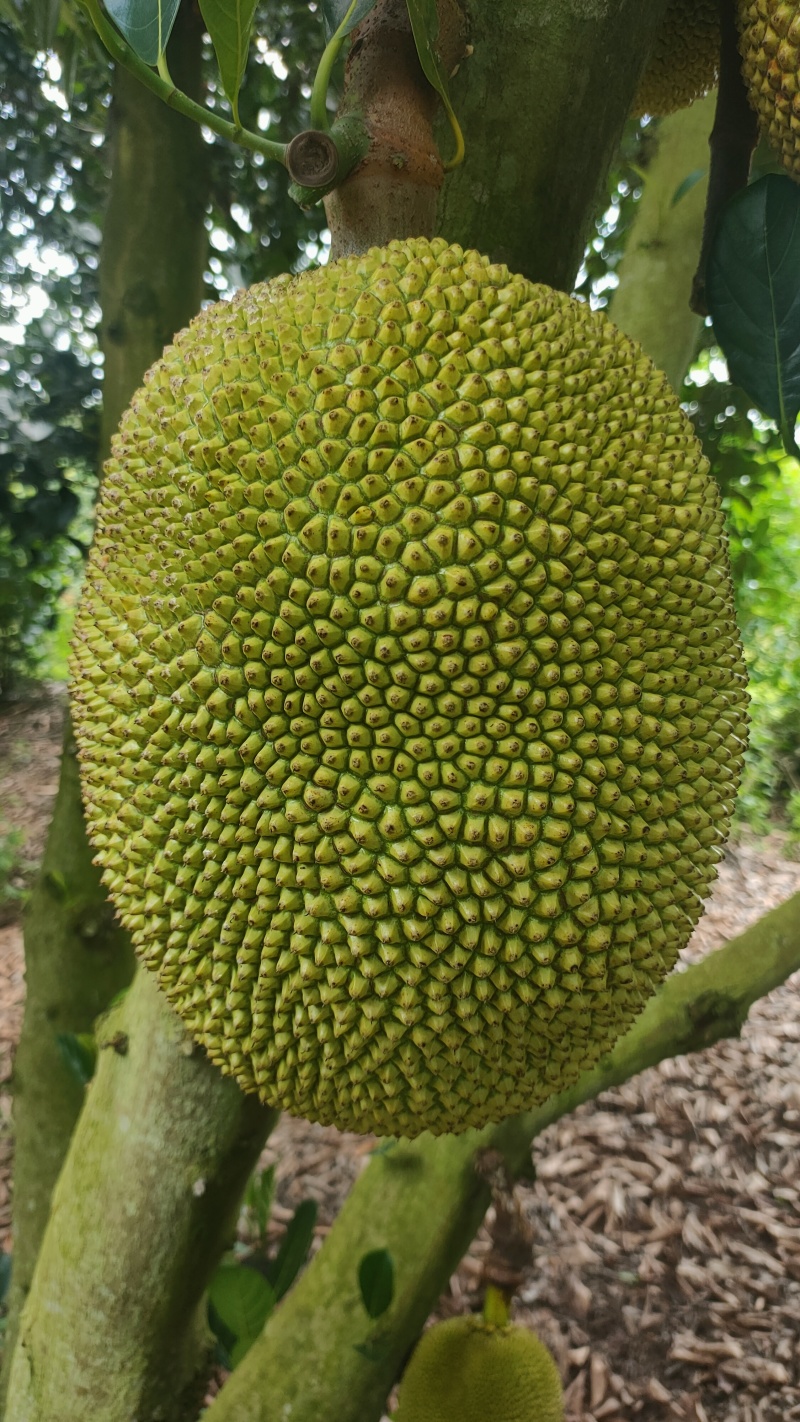 菠萝蜜无胶菠萝蜜香味浓郁果肉脆爽产地直发