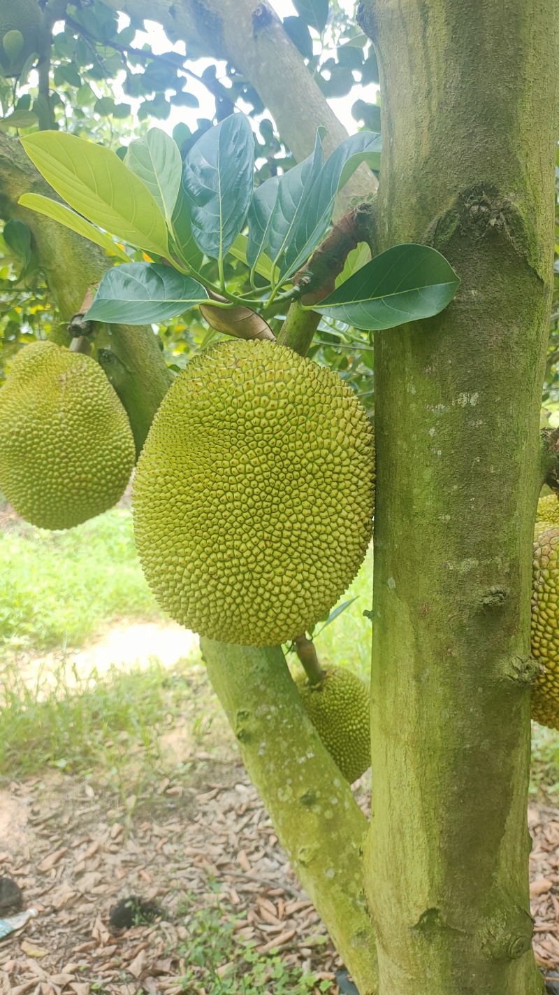 菠萝蜜无胶菠萝蜜香味浓郁果肉脆爽产地直发