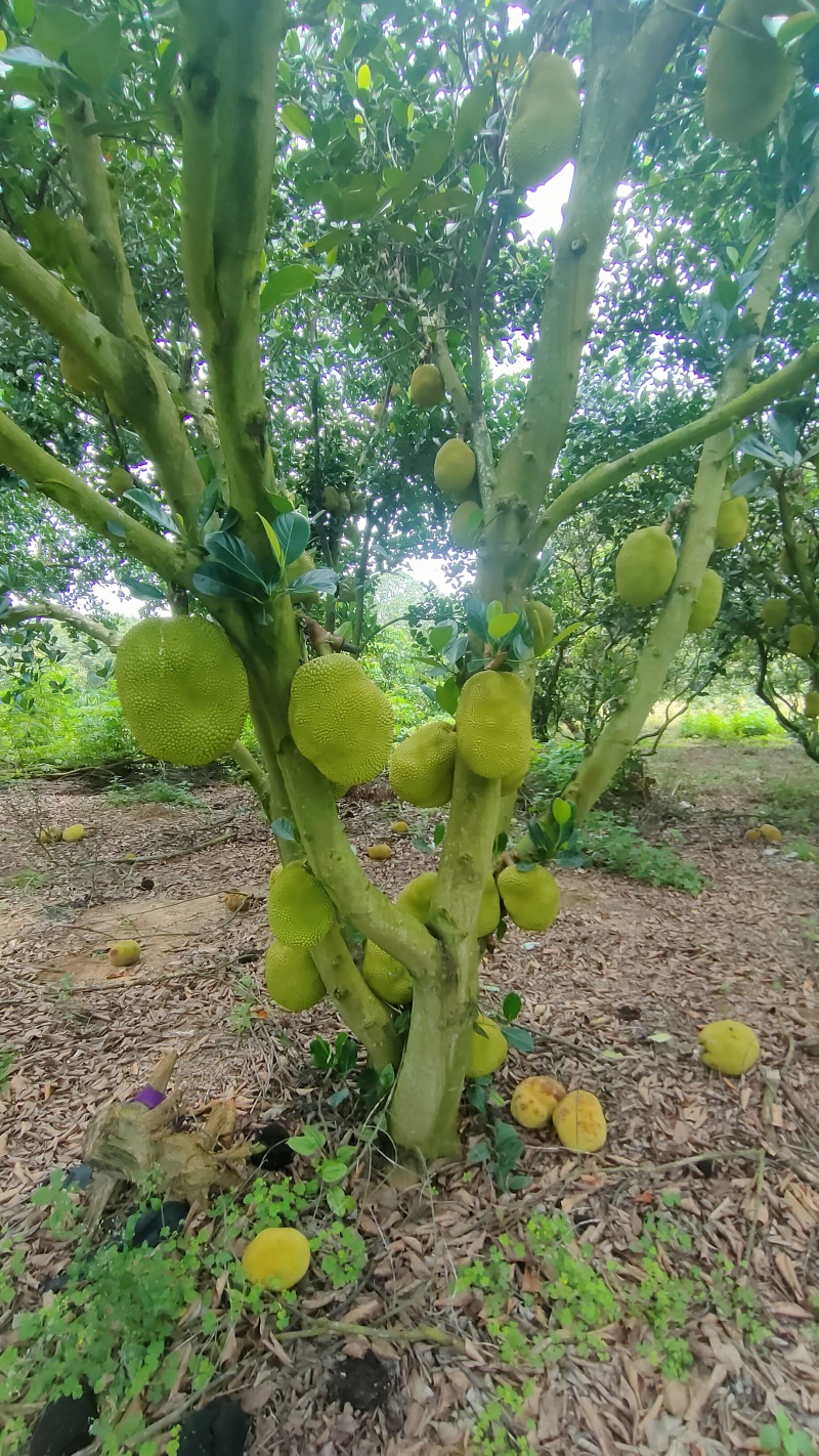 菠萝蜜无胶菠萝蜜香味浓郁果肉脆爽产地直发