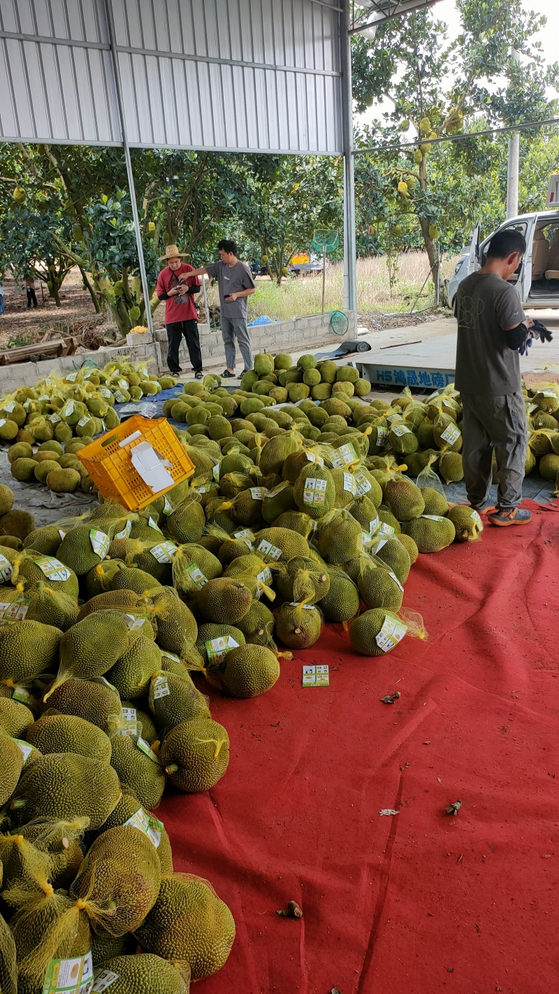 菠萝蜜无胶菠萝蜜香味浓郁果肉脆爽产地直发