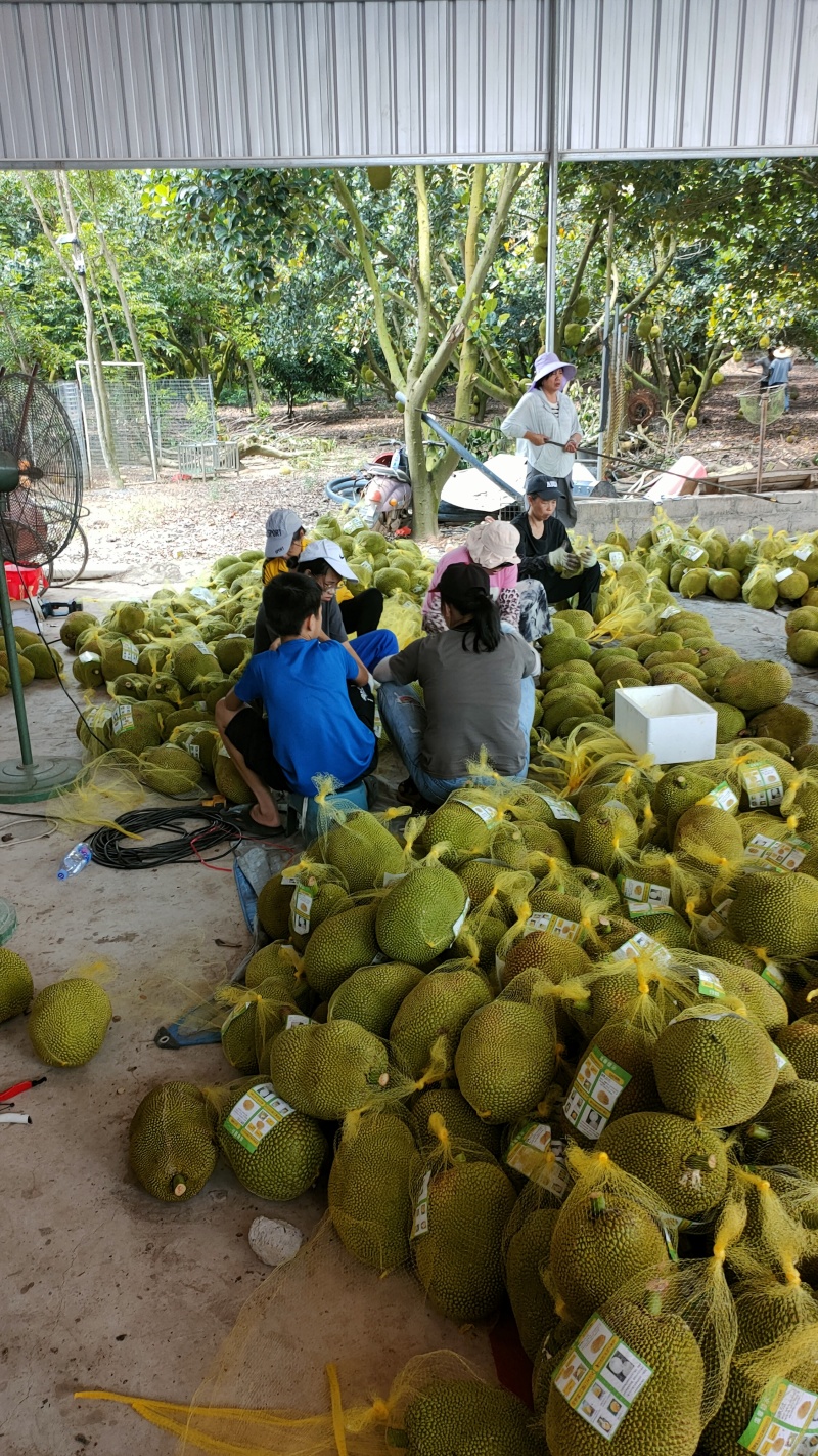 菠萝蜜无胶菠萝蜜香味浓郁果肉脆爽产地直发