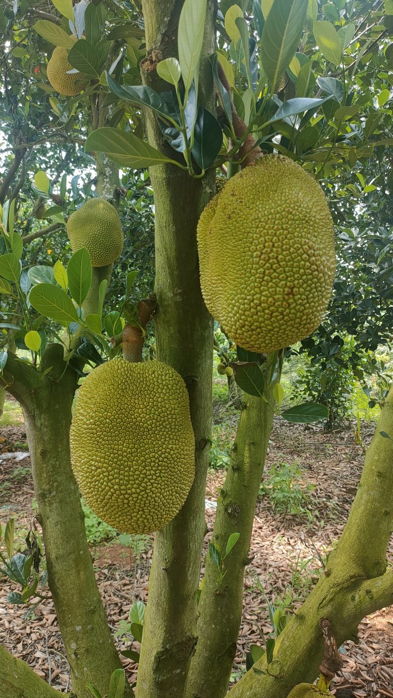 菠萝蜜无胶菠萝蜜香味浓郁果肉脆爽产地直发