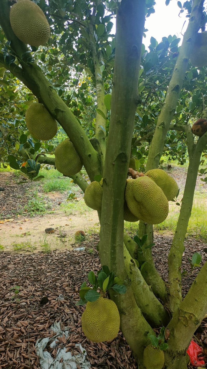 菠萝蜜无胶菠萝蜜香味浓郁果肉脆爽产地直发