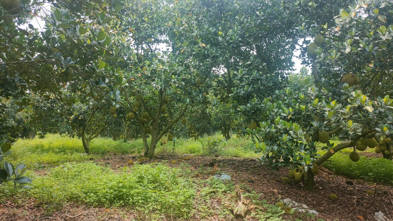 菠萝蜜无胶菠萝蜜香味浓郁果肉脆爽产地直发
