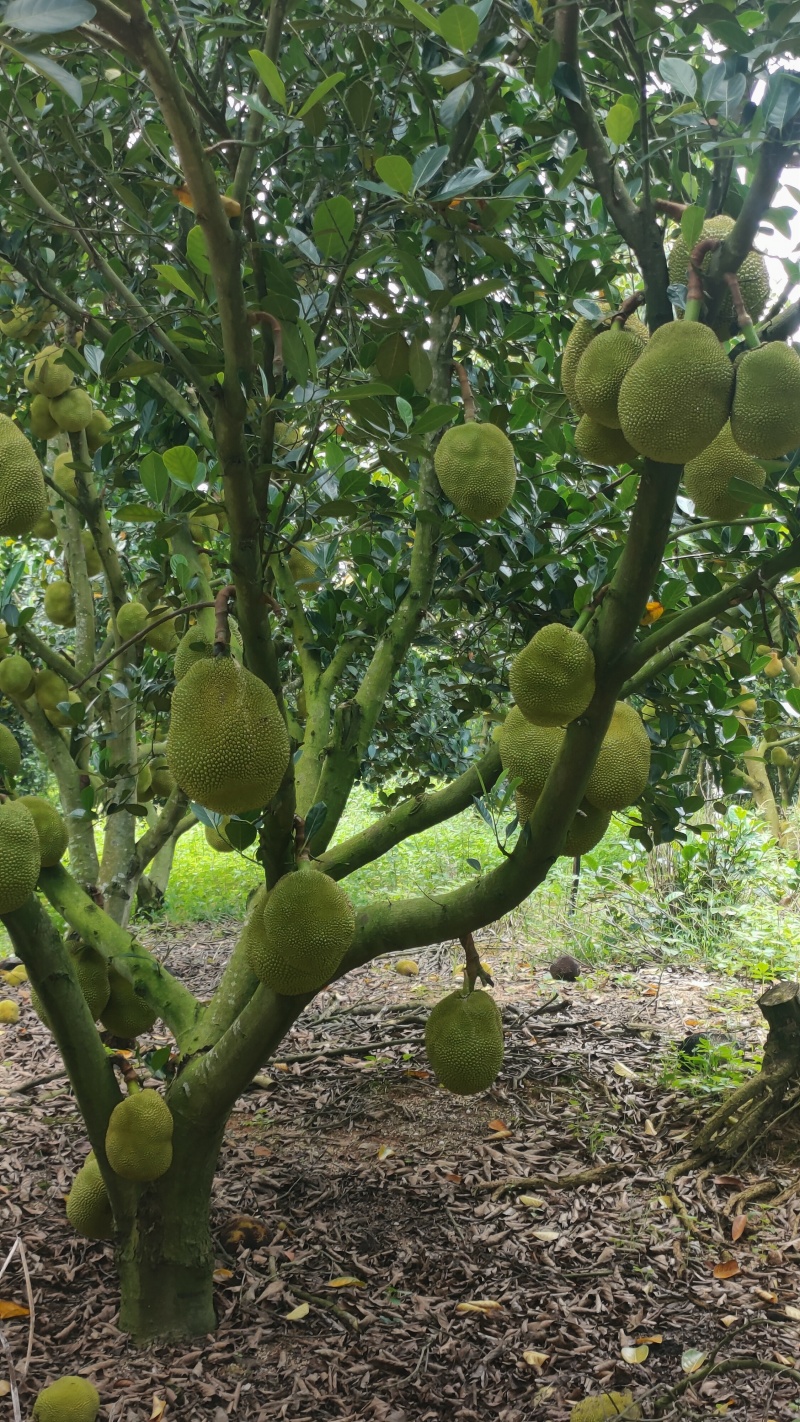 菠萝蜜无胶菠萝蜜香味浓郁果肉脆爽产地直发