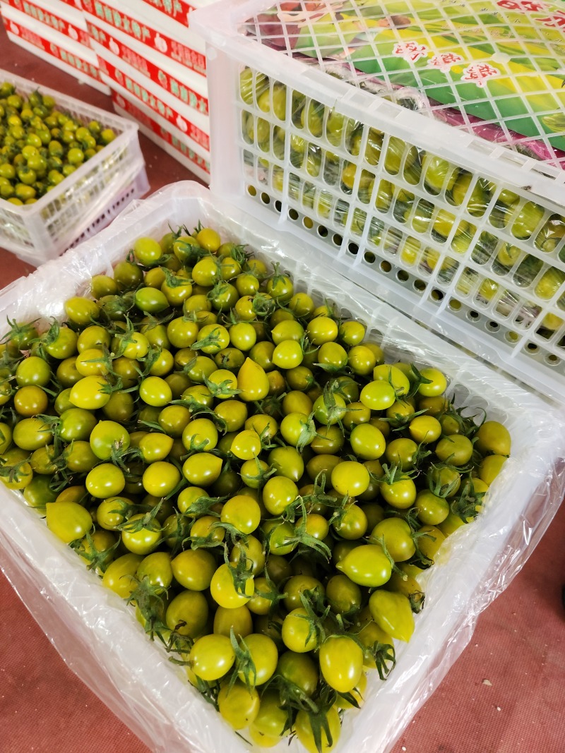 青田小番茄大量有货价格随行就市价格**公道