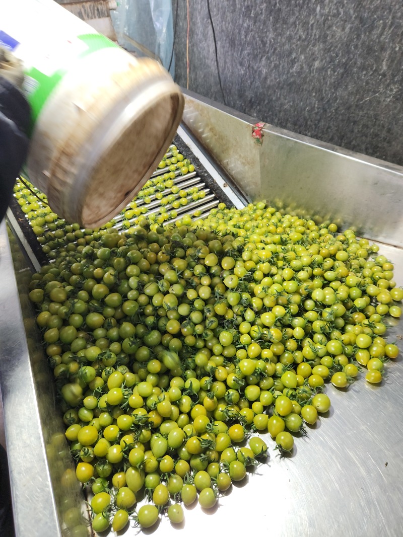 青田小番茄大量有货价格随行就市价格**公道