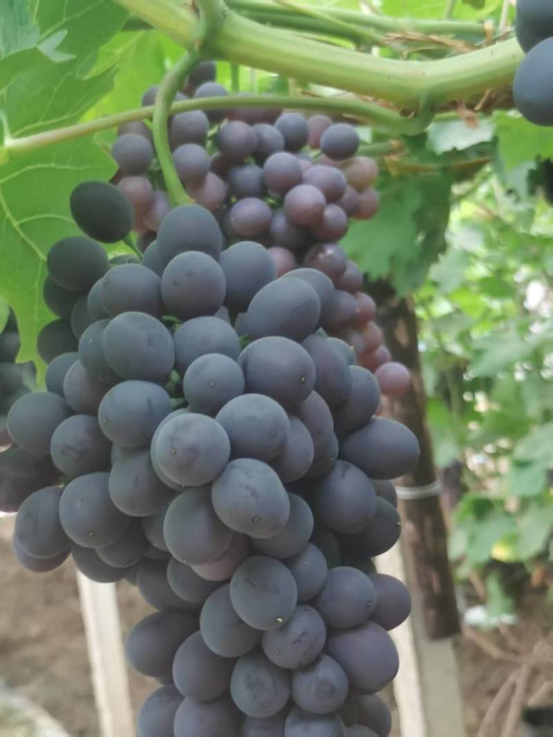 【优质推荐】玫瑰香葡萄大量有货规格齐全量大从优欢迎咨询