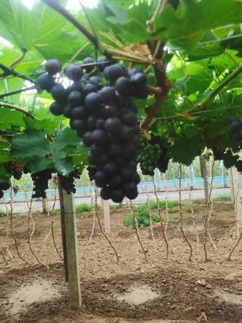 【优质推荐】玫瑰香葡萄大量有货规格齐全量大从优欢迎咨询
