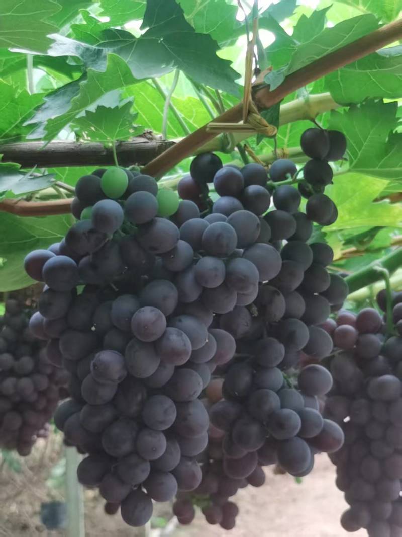 【优质推荐】玫瑰香葡萄大量有货规格齐全量大从优欢迎咨询