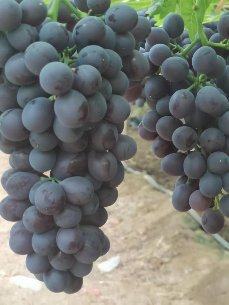 【优质推荐】玫瑰香葡萄大量有货规格齐全量大从优欢迎咨询