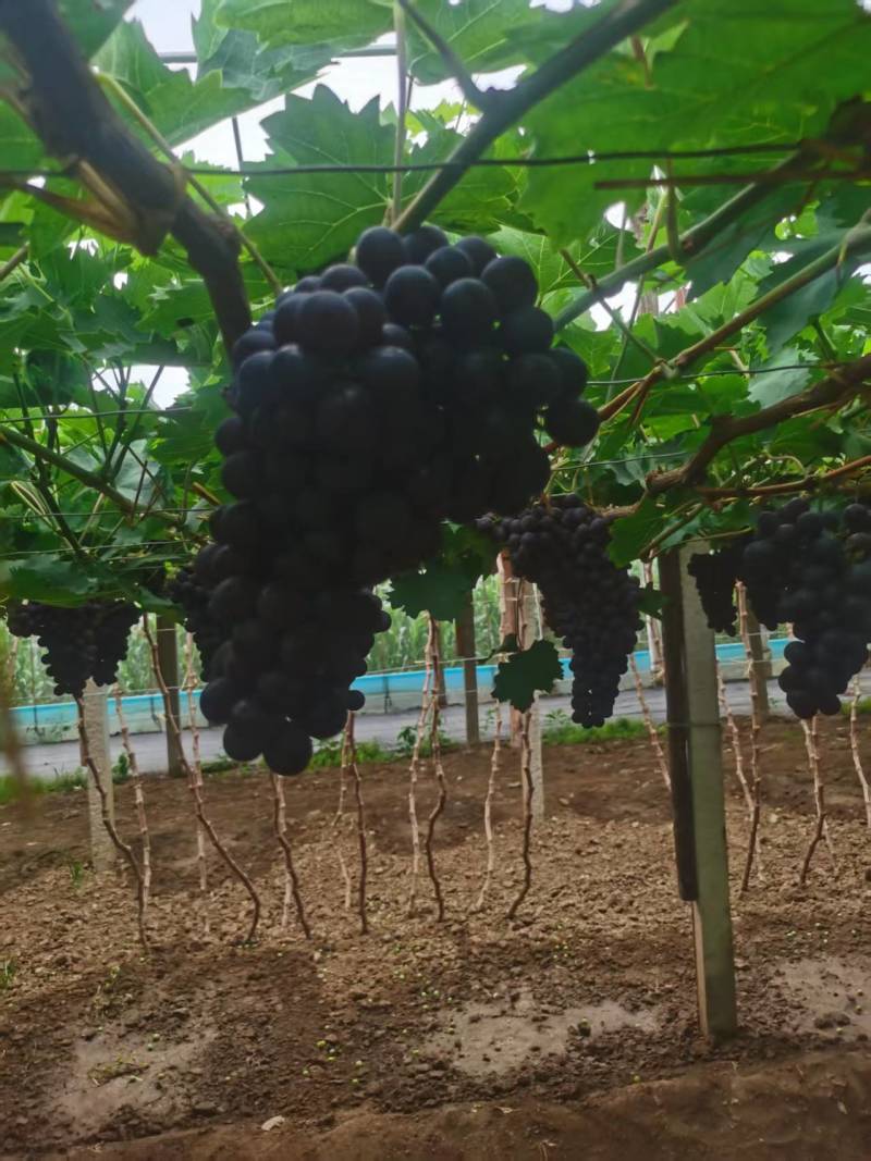 【优质推荐】玫瑰香葡萄大量有货规格齐全量大从优欢迎咨询