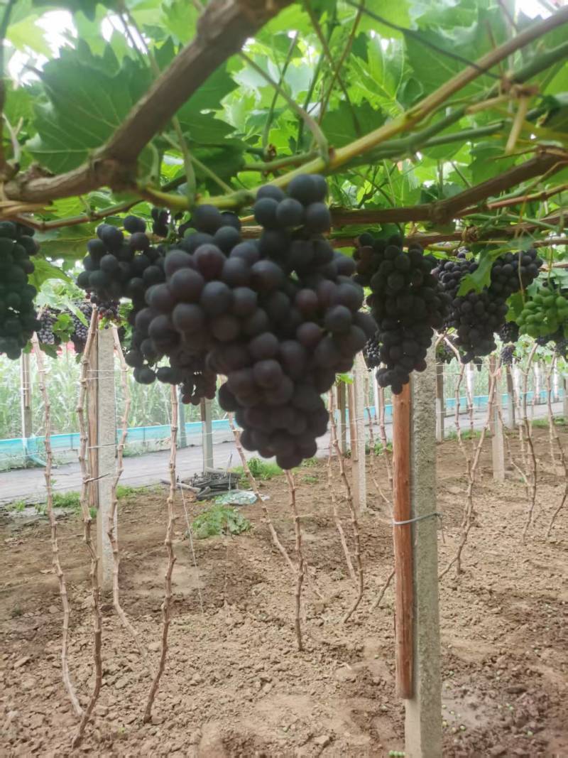 【优质推荐】玫瑰香葡萄大量有货规格齐全量大从优欢迎咨询