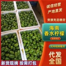 【支持预定】香水柠檬一级果二级果量大从优价格合理