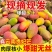 云南保山贵妃芒果，产区直供，现摘现发
