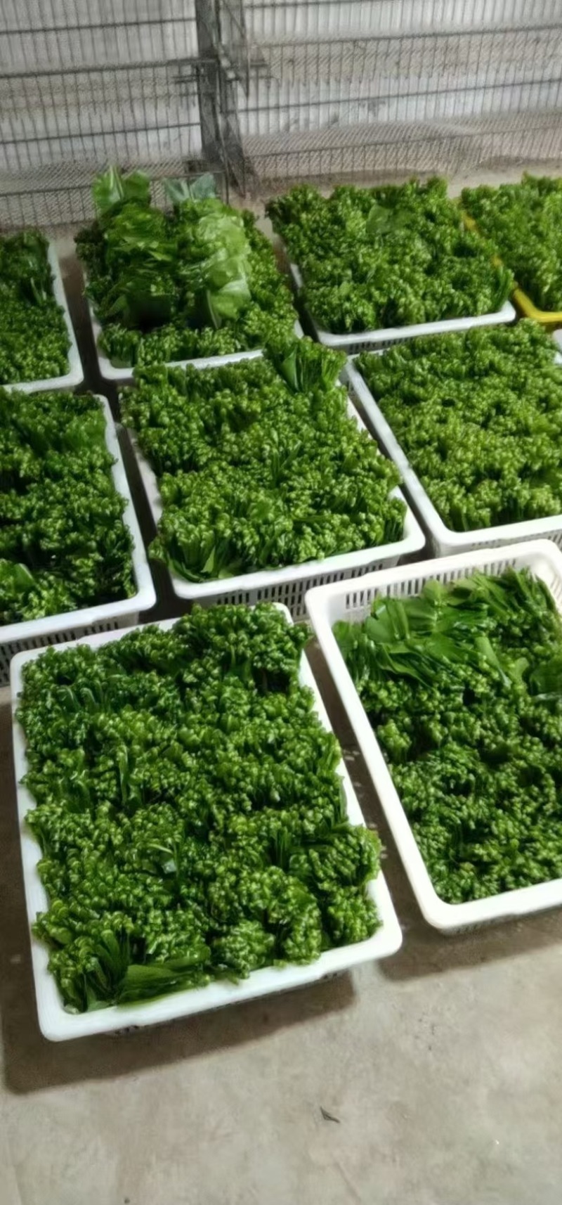 现摘现卖，山苏菜，嫩叶尖，有机食品大自然馈赠，量大从优