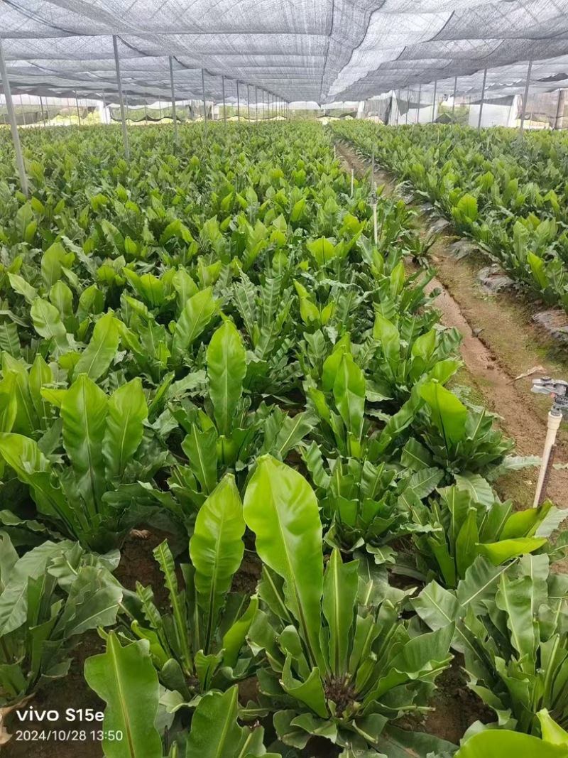 现摘现卖，山苏菜，嫩叶尖，有机食品大自然馈赠，量大从优