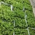 现摘现卖，山苏菜，嫩叶尖，有机食品大自然馈赠，量大从优