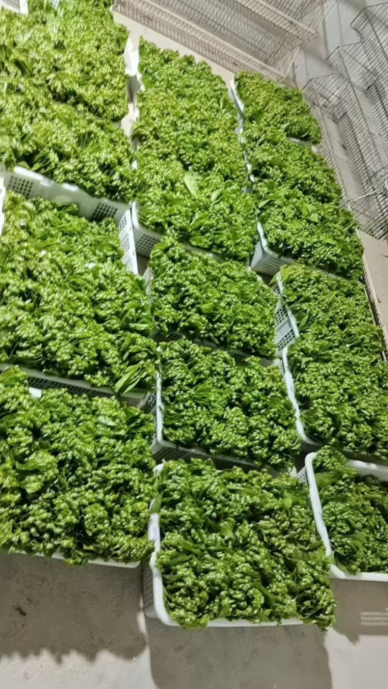 现摘现卖，山苏菜，嫩叶尖，有机食品大自然馈赠，量大从优