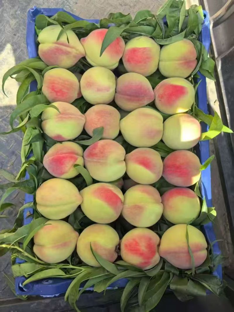 【实力】北京14号桃子大量有货/精品桃子毛桃/量大从优