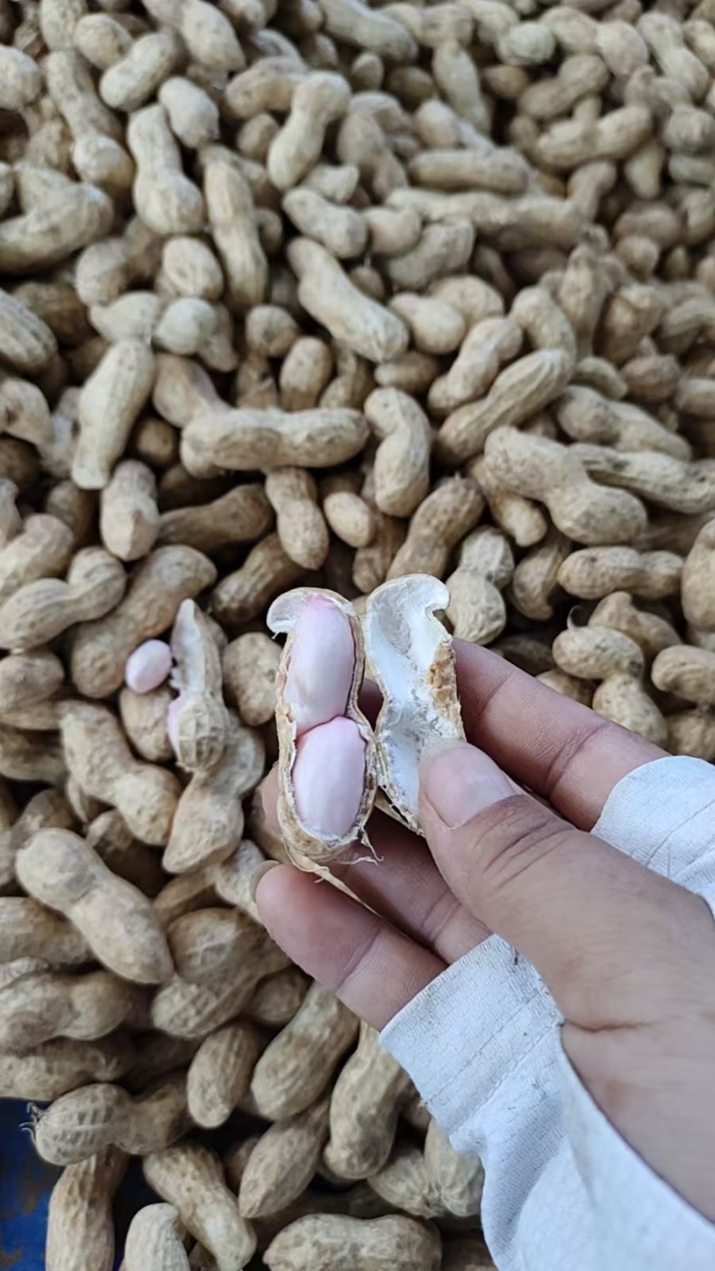 【大白沙花生】精品花生带壳鲜花生代发全国大白鲨花生