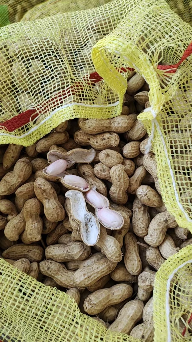 【大白沙花生】精品花生带壳鲜花生代发全国大白鲨花生
