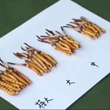 野生冬虫夏草
