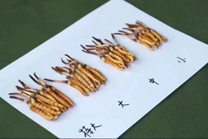 野生冬虫夏草