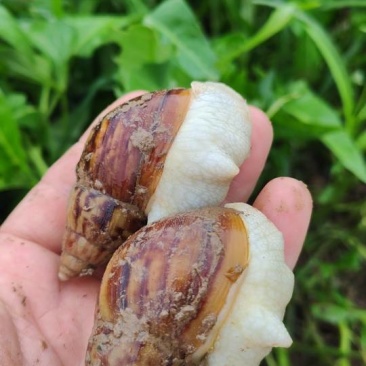 ***白玉蜗牛