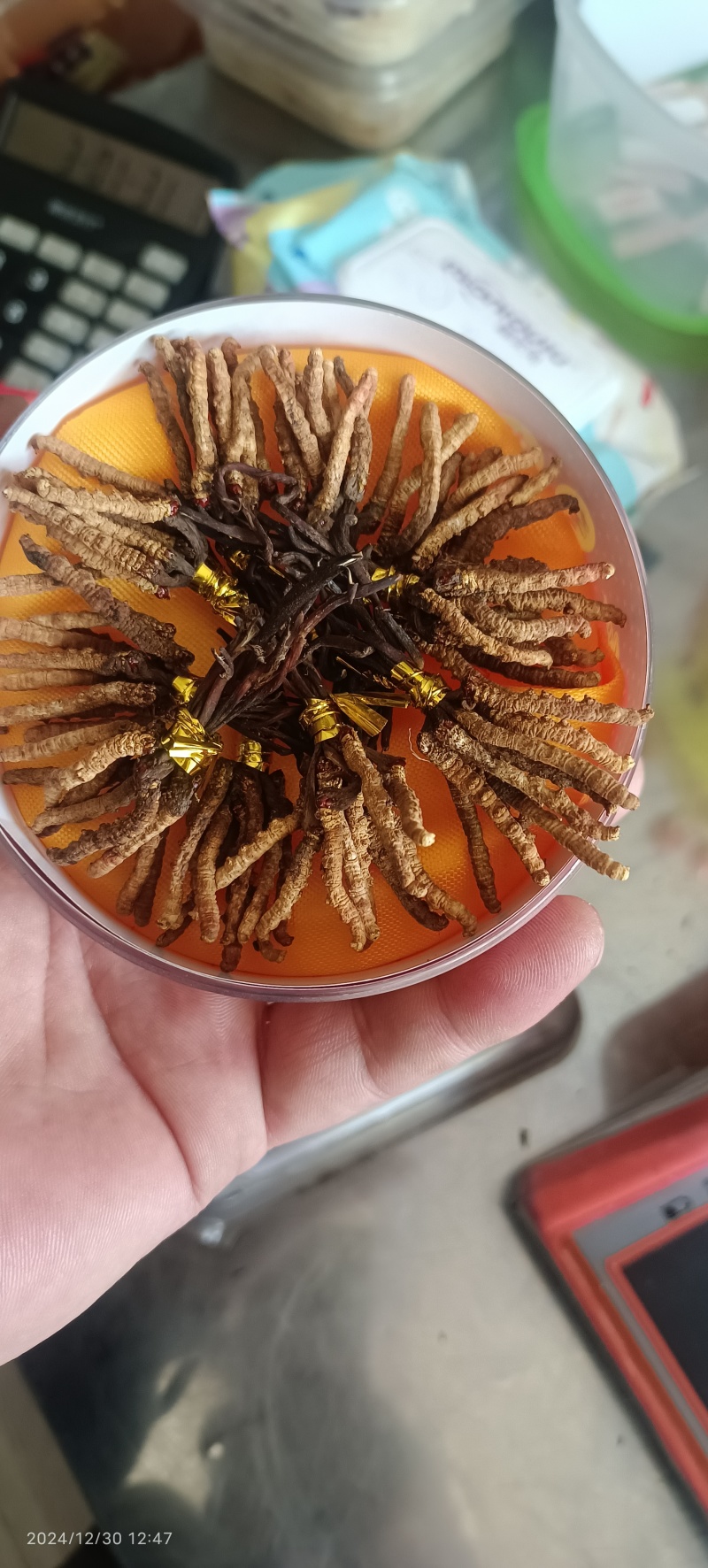 野生冬虫夏草