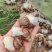 ***白玉蜗牛