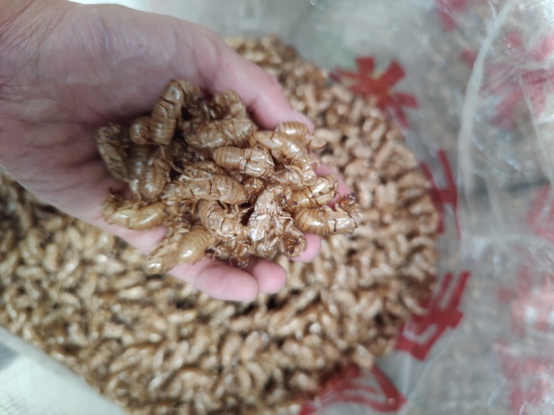 蝉蜕价格美丽***欢迎电话咨询