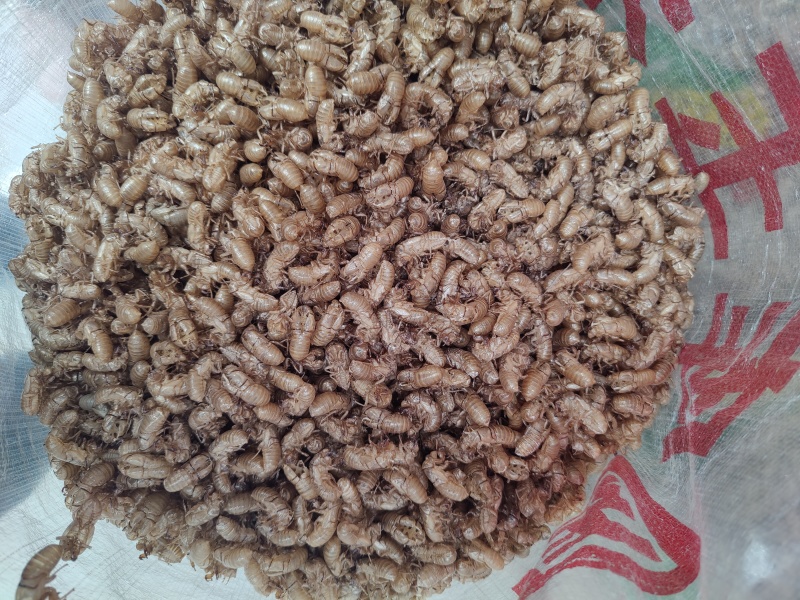 蝉蜕价格美丽***欢迎电话咨询