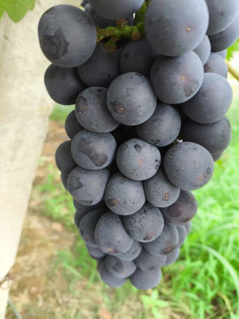 优质夏黑葡萄货量大价格优