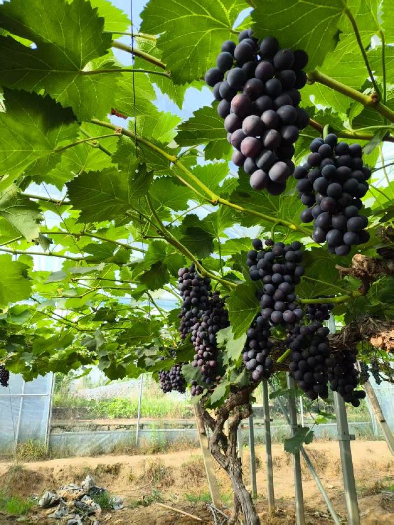 优质夏黑葡萄货量大价格优