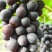 优质夏黑葡萄货量大价格优