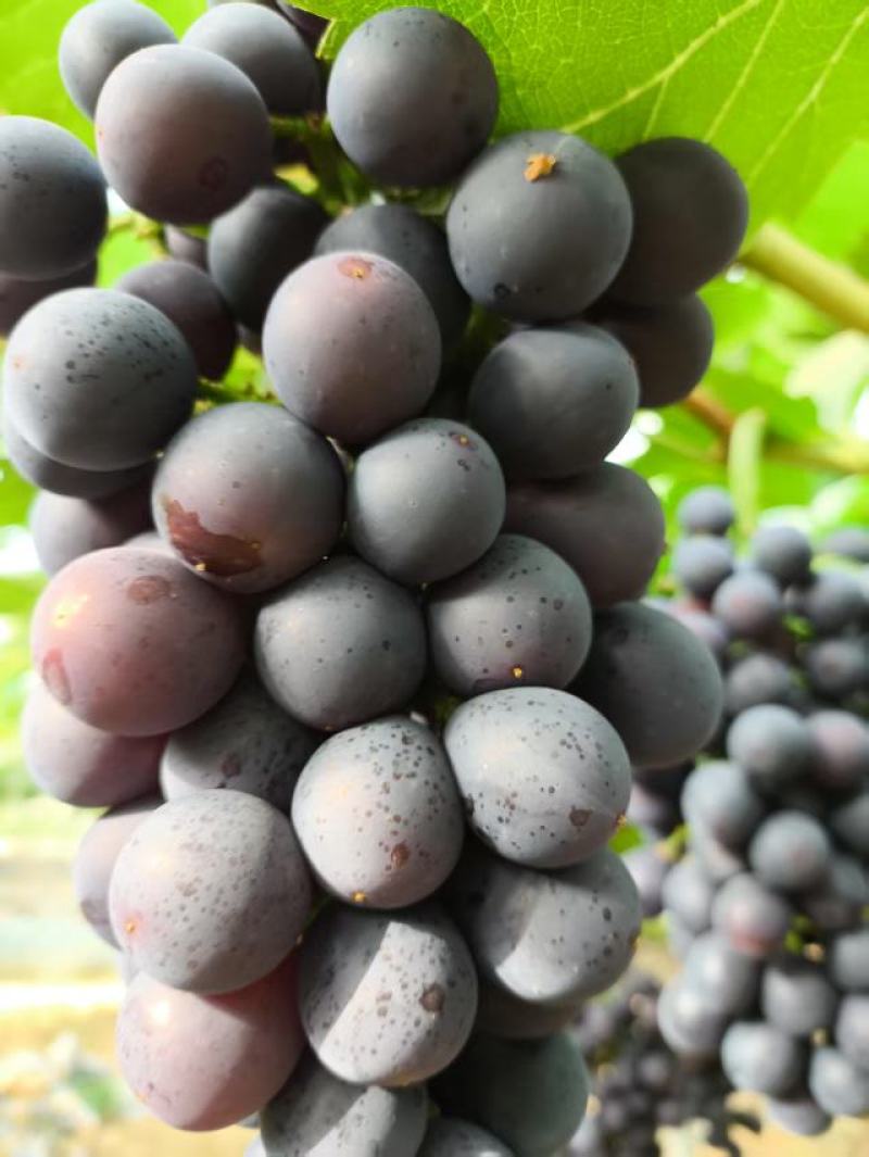 优质夏黑葡萄货量大价格优