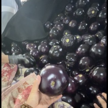 山东莘县紫光圆茄便宜了
