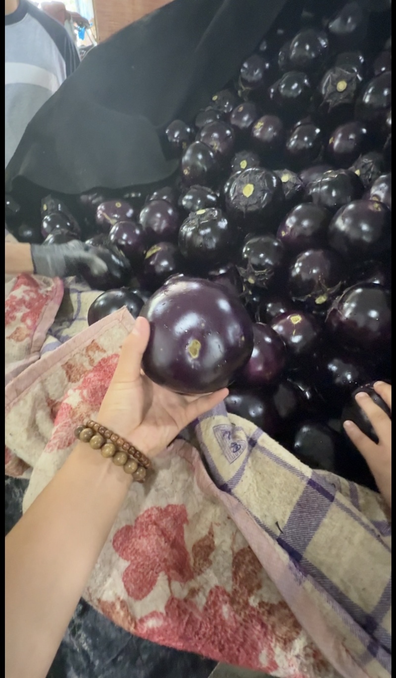 山东莘县紫光圆茄便宜了