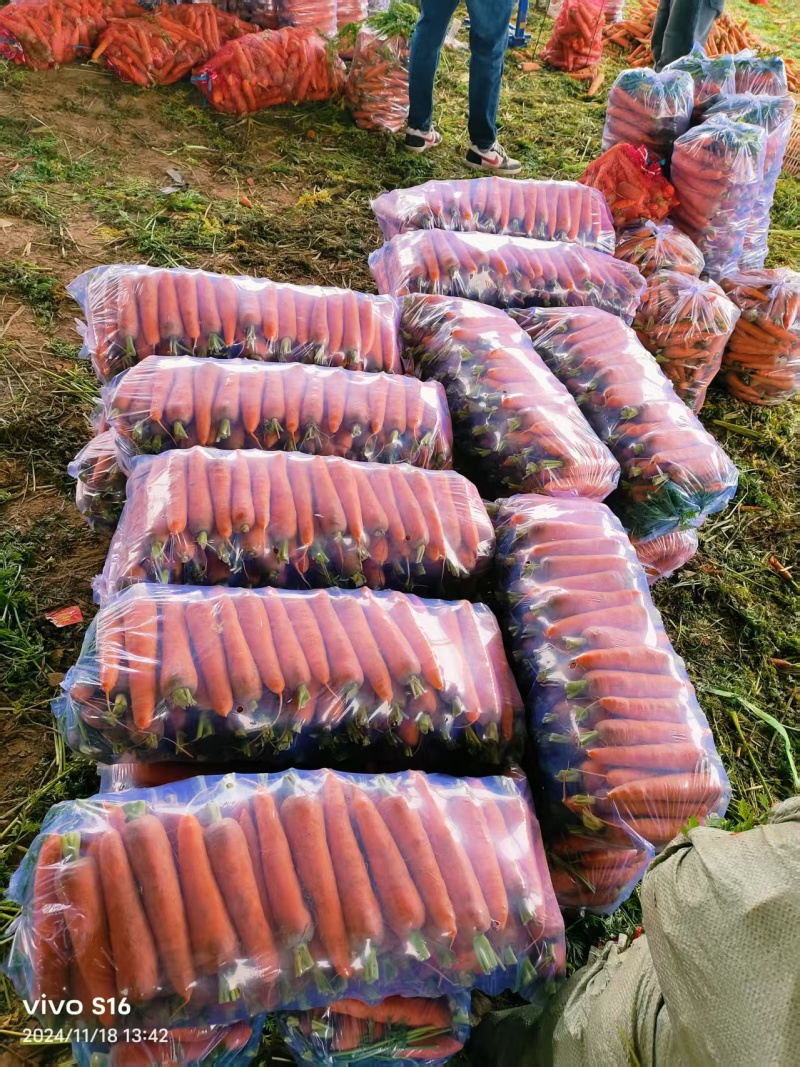 水洗胡萝卜对接全国市场电商可视频看货精品胡萝卜
