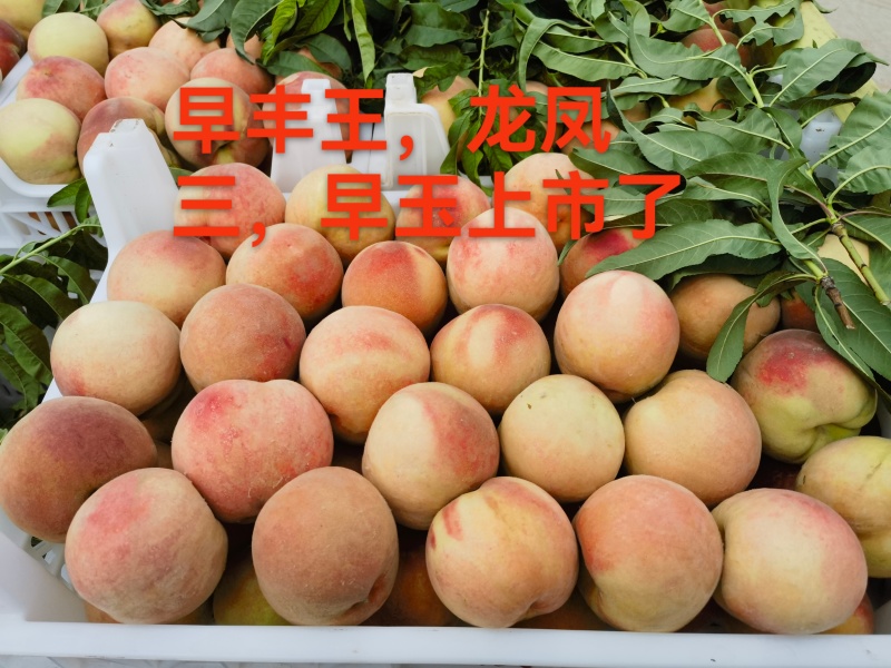 早玉早十四龙凤三早早风王等不分品种的商品桃。