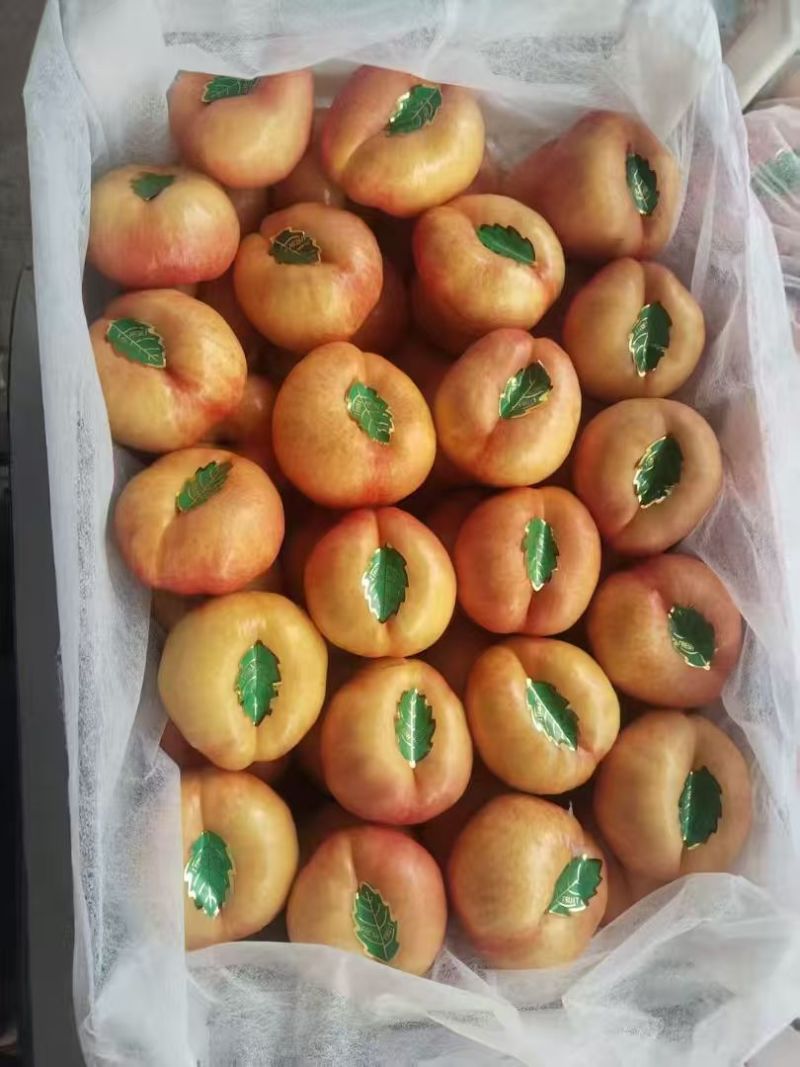 【精品】河北油蟠桃产地直发/质量为先服务周到/饶阳油蟠桃