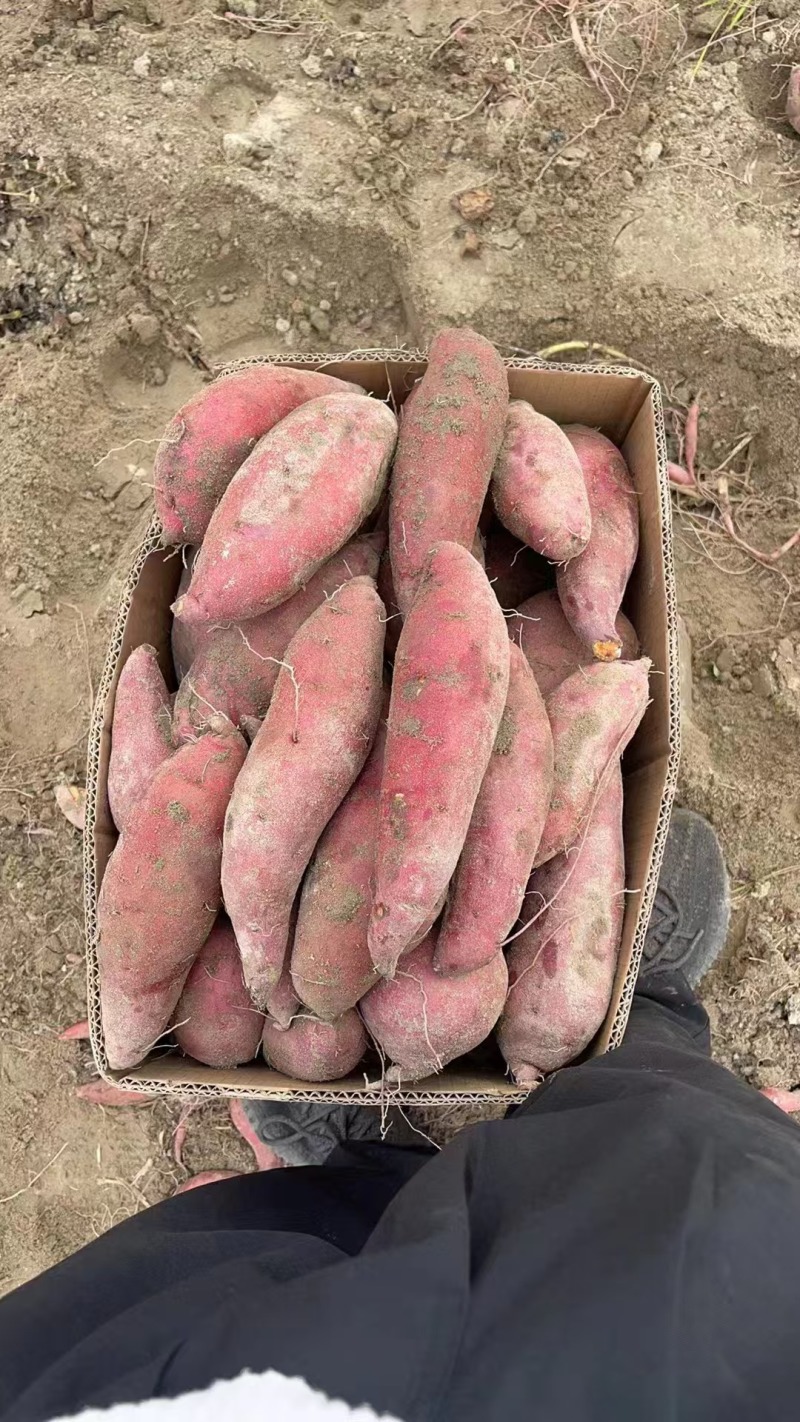 西瓜红红薯河南开封产地直发沙地红薯蜜薯量大从优
