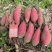 西瓜红红薯河南开封产地直发沙地红薯蜜薯量大从优