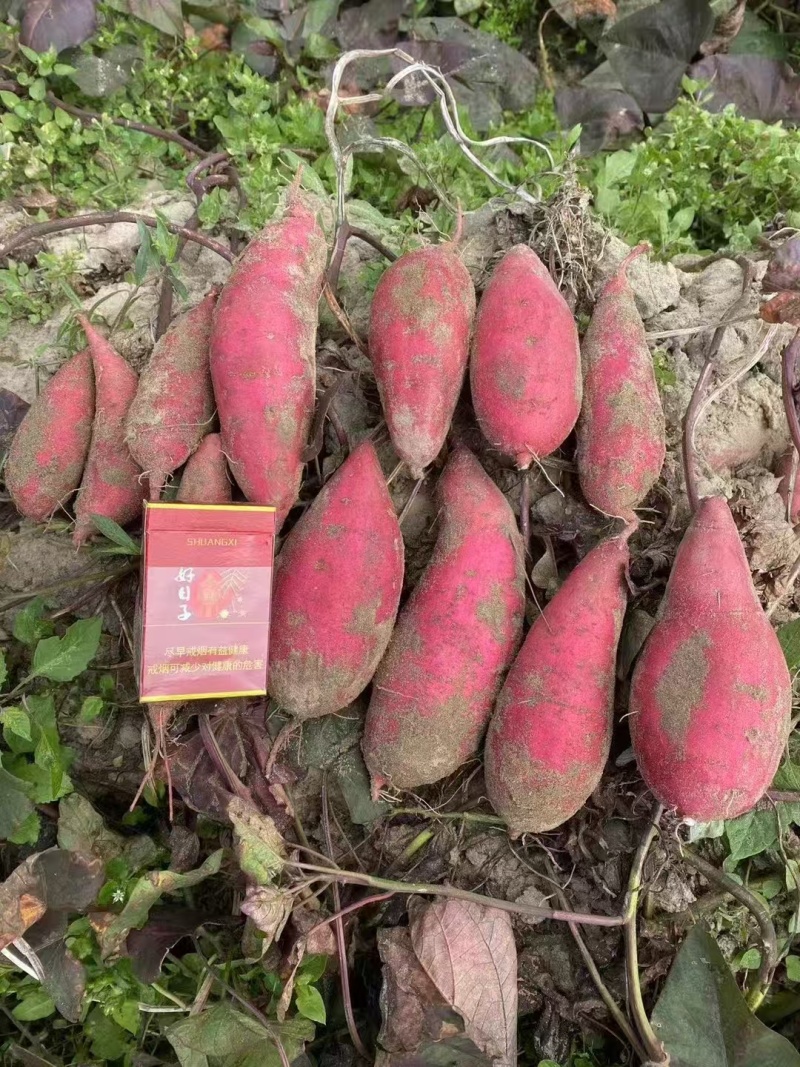 西瓜红红薯河南开封产地直发沙地红薯蜜薯量大从优