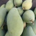 攀枝花大金煌芒10斤装包邮