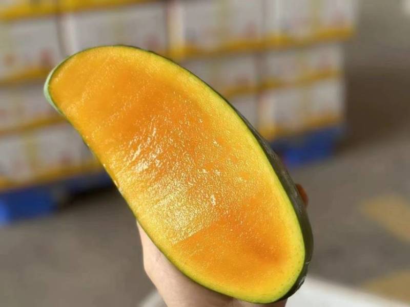 攀枝花大金煌芒10斤装包邮