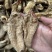 红苔天麻秦岭高海拔野外天麻红嘴天麻全干无硫熏
