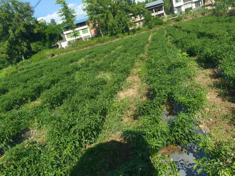 二荆条，四川辣椒，辣椒，二荆条红辣椒，产地直发